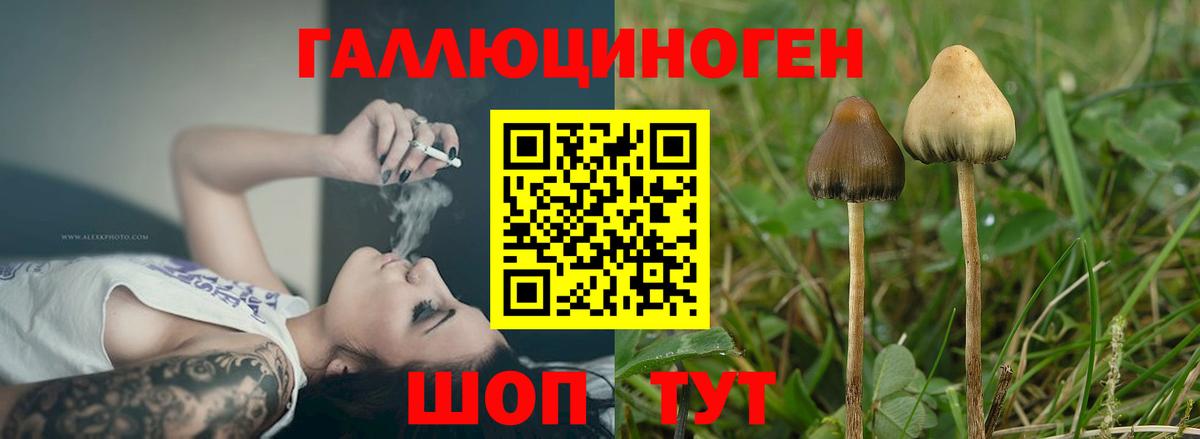 Галлюциногенные грибы мицелий  Вход с VPN  Клинцы  Псилоцибиновые грибы мицелий 